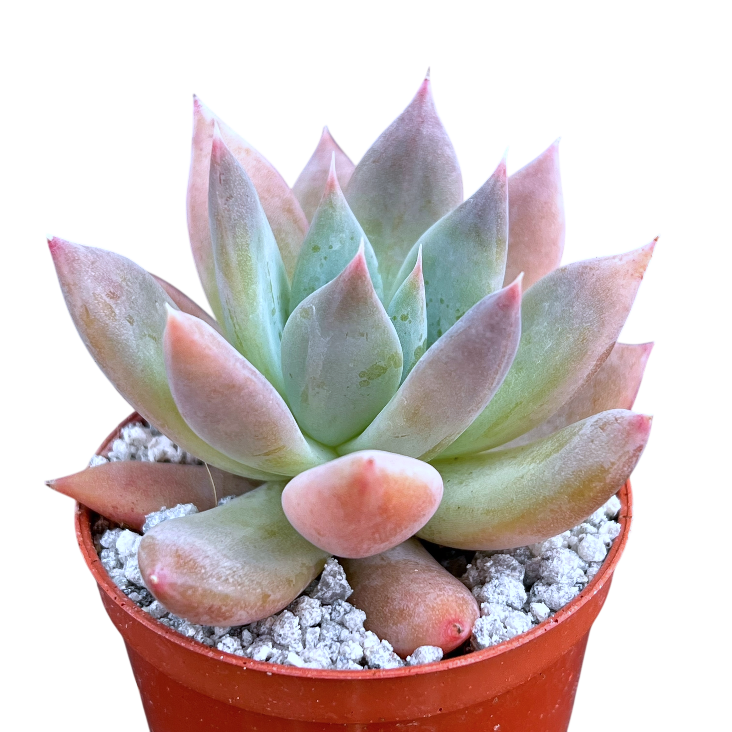 Echeveria 'Moonshadow'