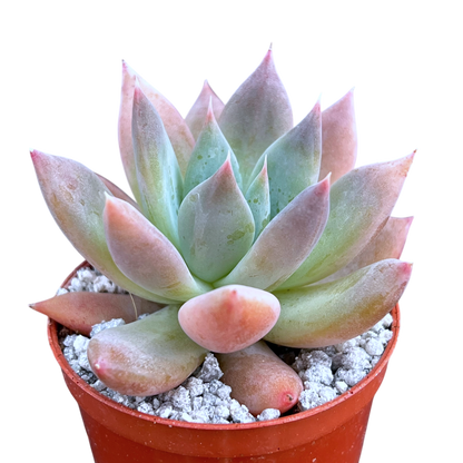 Echeveria 'Moonshadow'