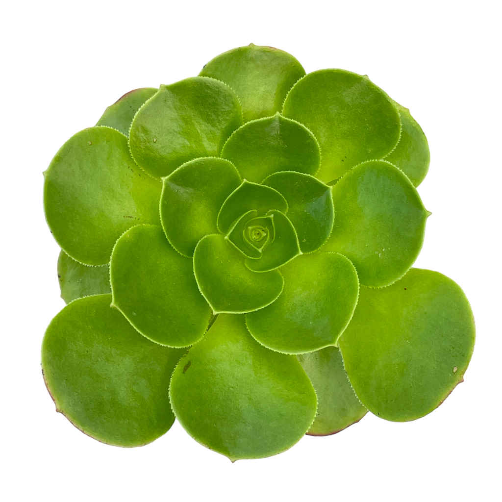 Aeonium canariense v. californicum