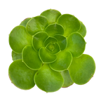 Aeonium canariense v. californicum