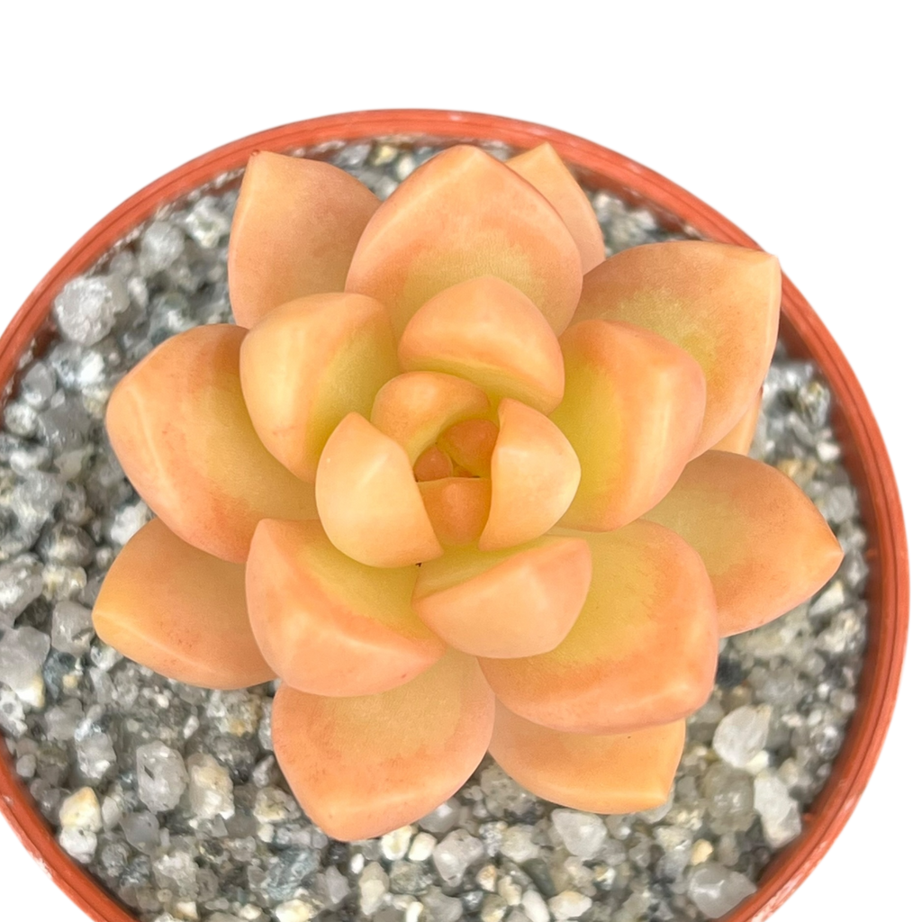 Sedum adolphii