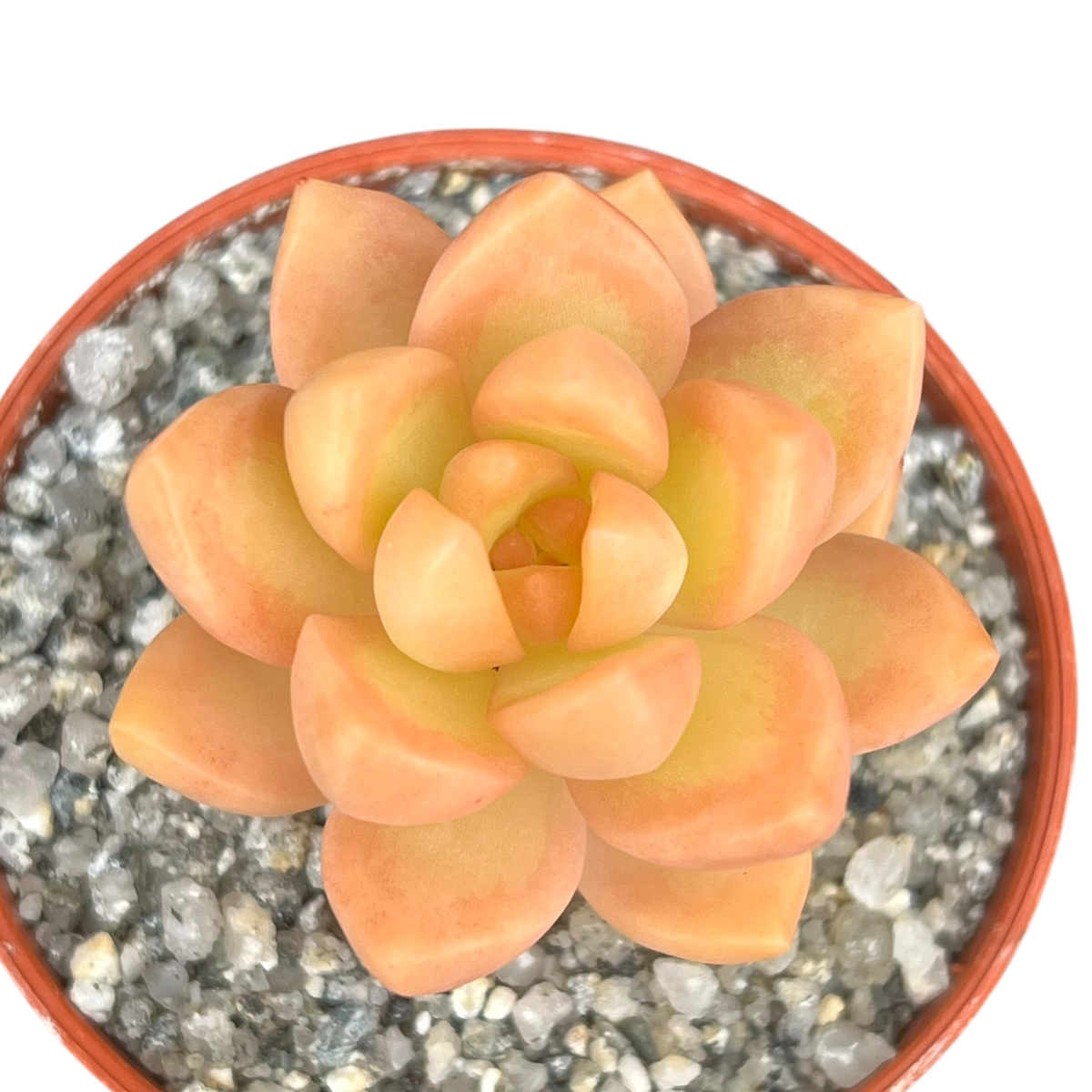 Sedum adolphii