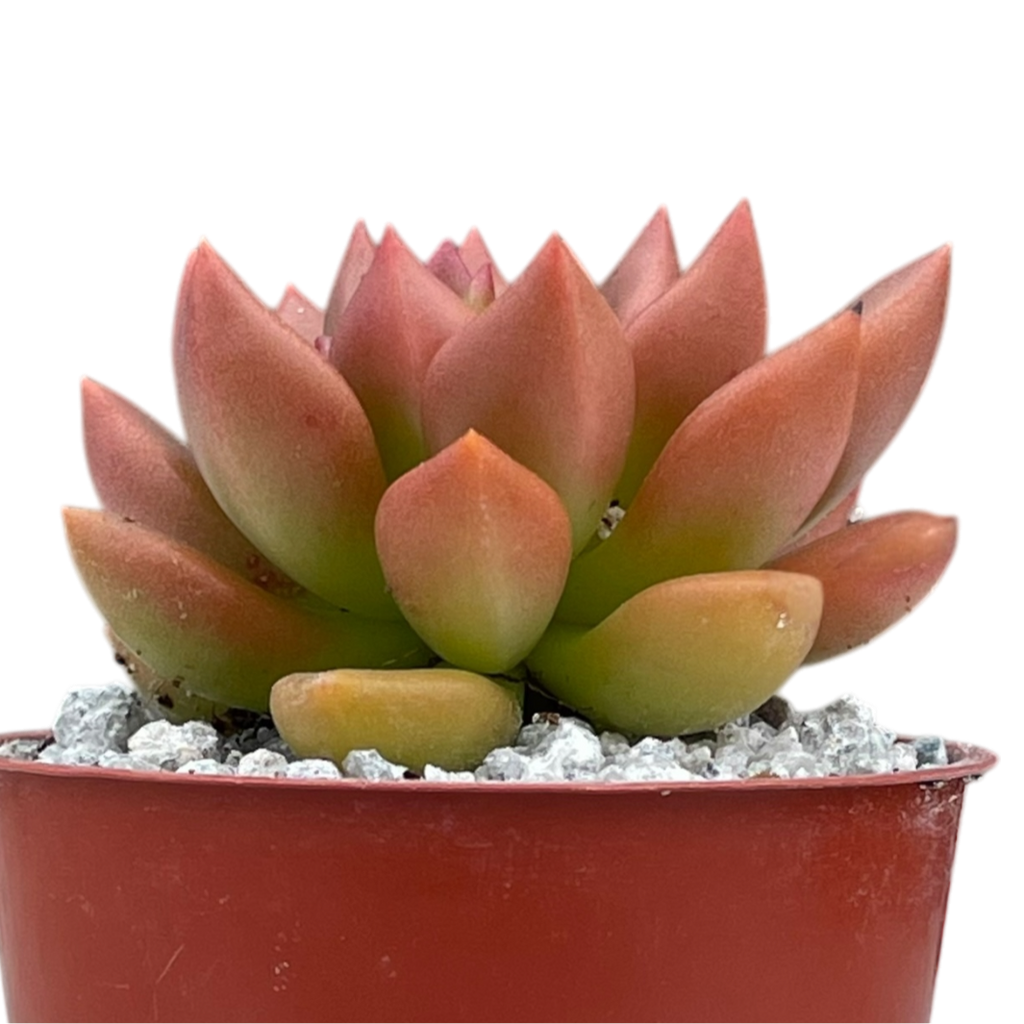 Echeveria 'Lepus'