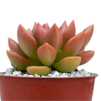 Echeveria 'Lepus'