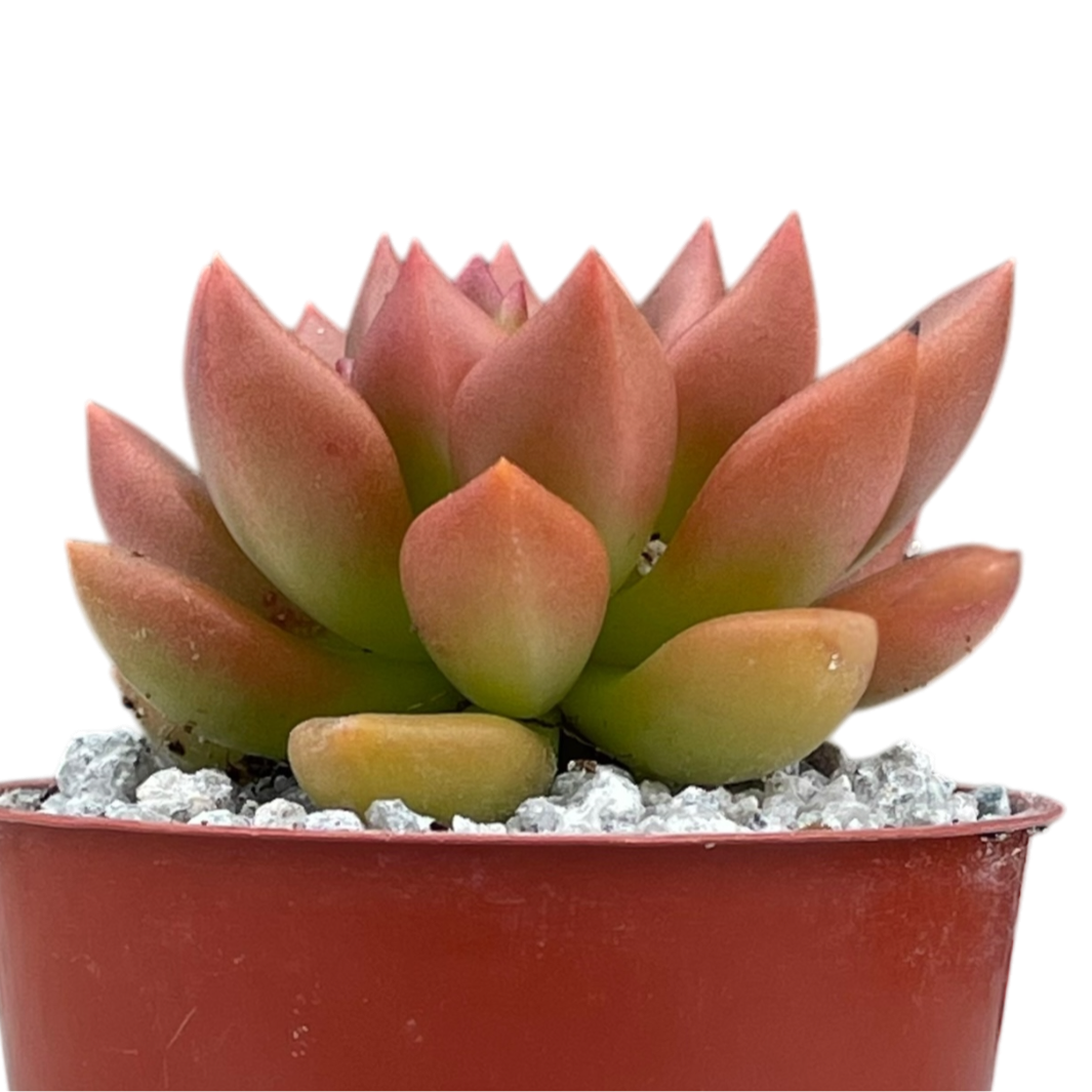 Echeveria 'Lepus'