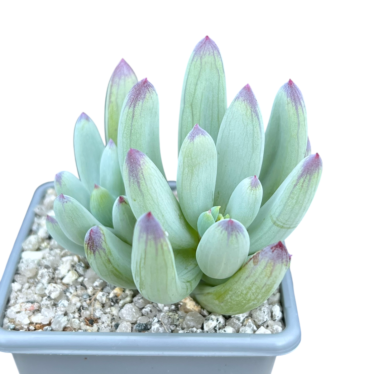 Curio repens