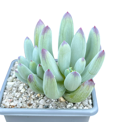 Curio repens