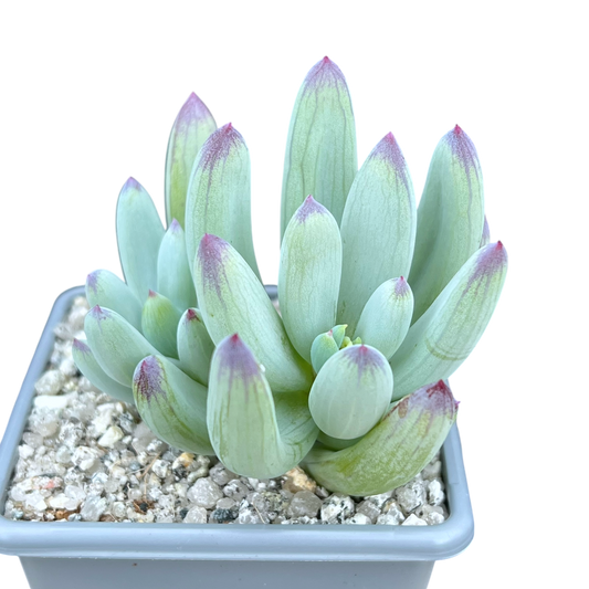 Curio repens