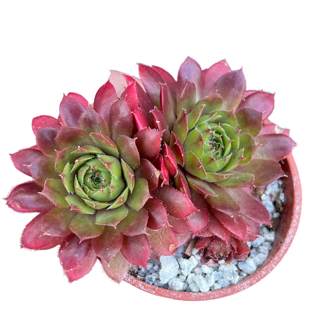 Sempervivum 'Red Robin'