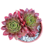 Sempervivum 'Red Robin'
