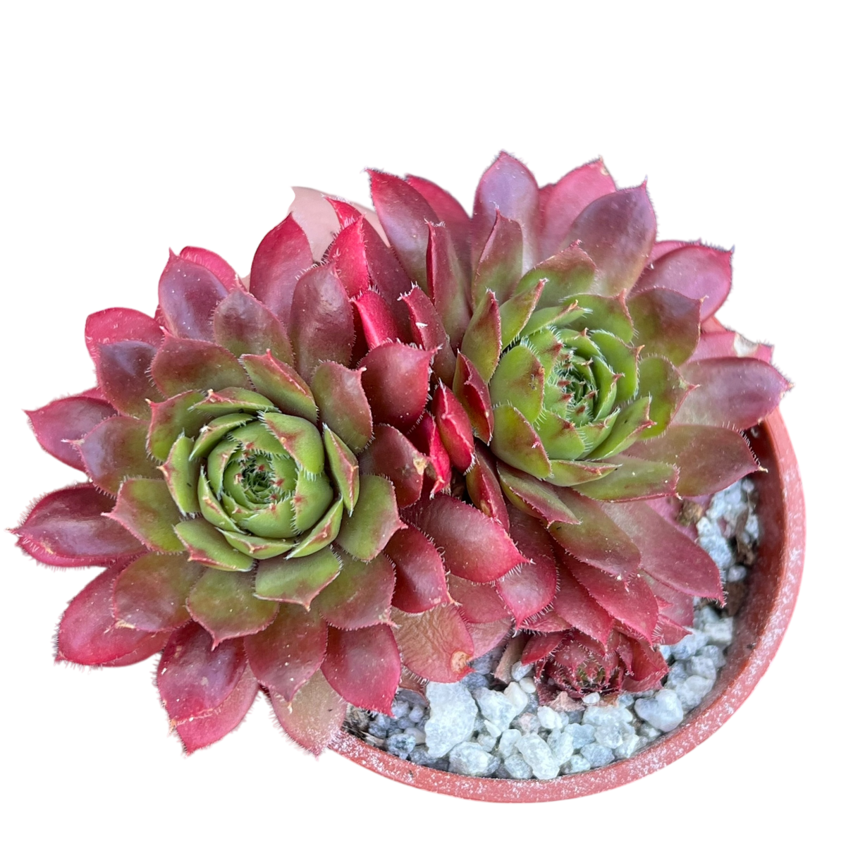 Sempervivum 'Red Robin'