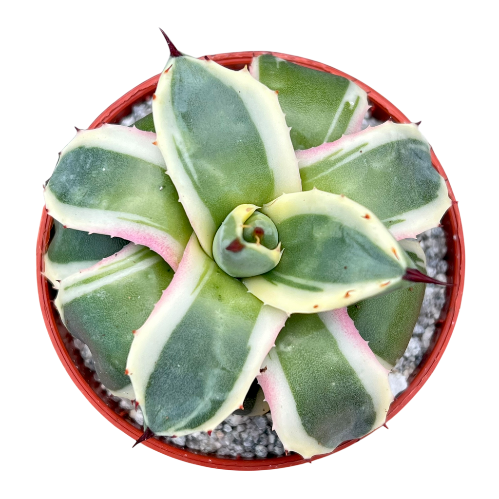 アガベ・アプラナータ 'クリームスパイク' – Surreal Succulents アガベ・アプラナータ 'クリームスパイク' – Surreal Succulents