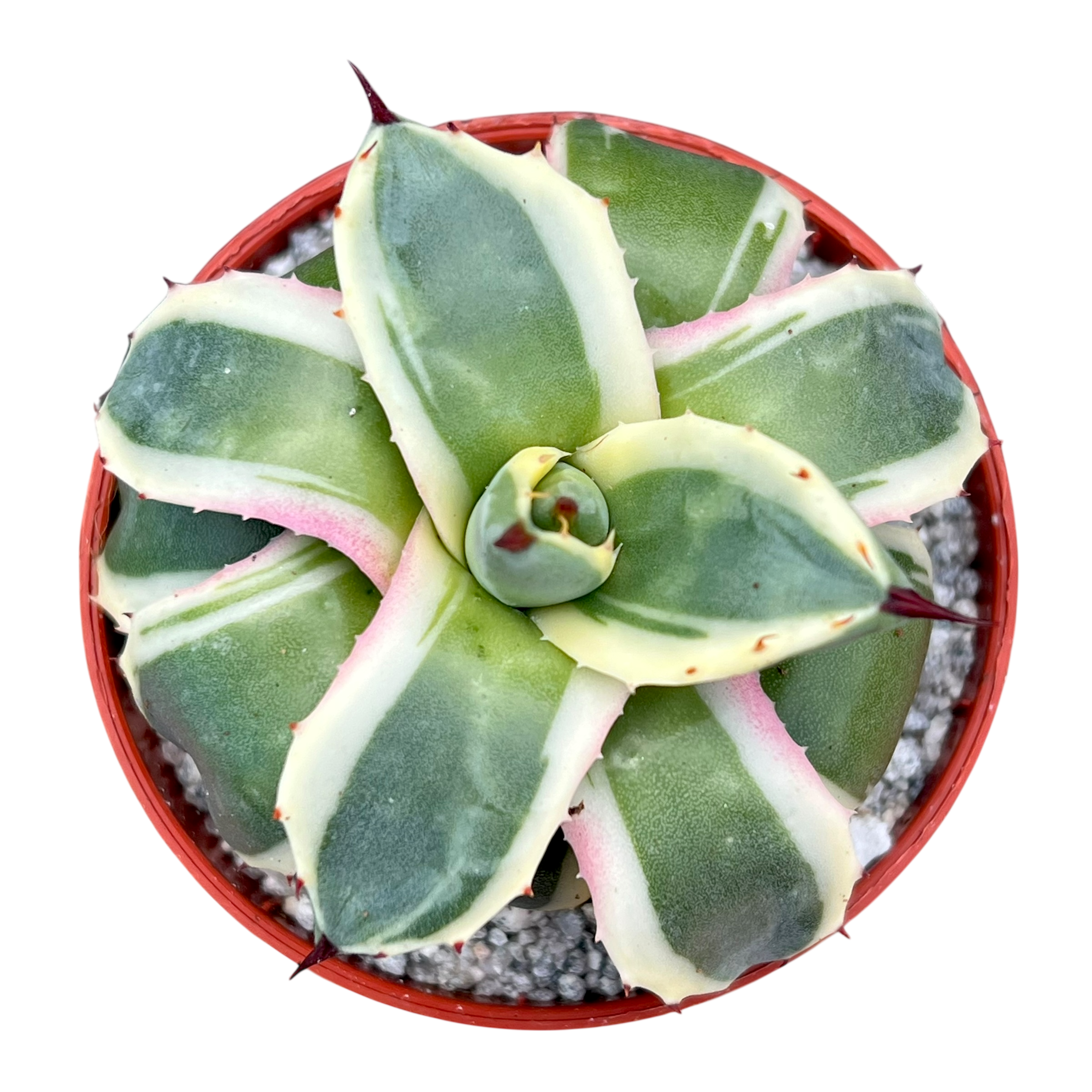 アガベ・アプラナータ 'クリームスパイク' – Surreal Succulents アガベ・アプラナータ 'クリームスパイク' – Surreal Succulents