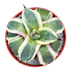 Agave applanata 'Cream Spike'