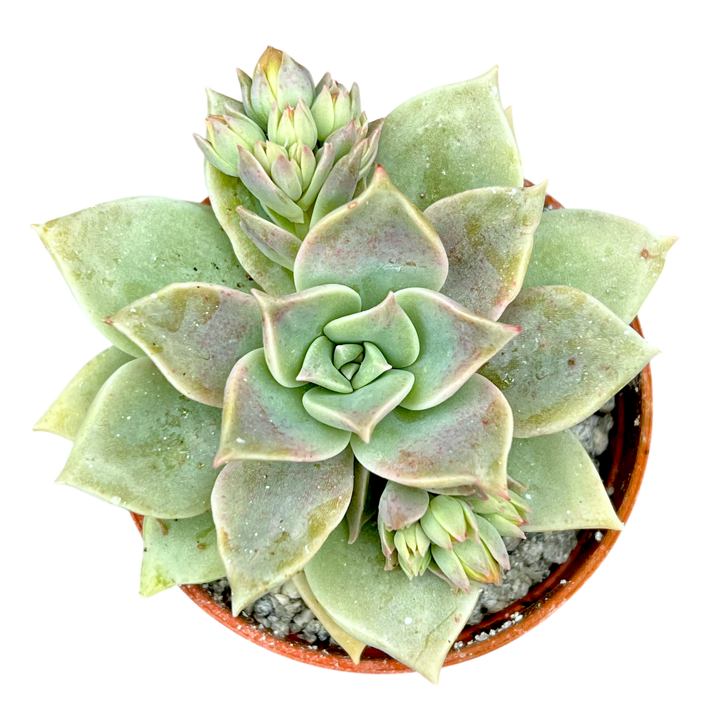 x Graptoveria 'Pistachio'