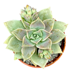 x Graptoveria 'Pistachio'
