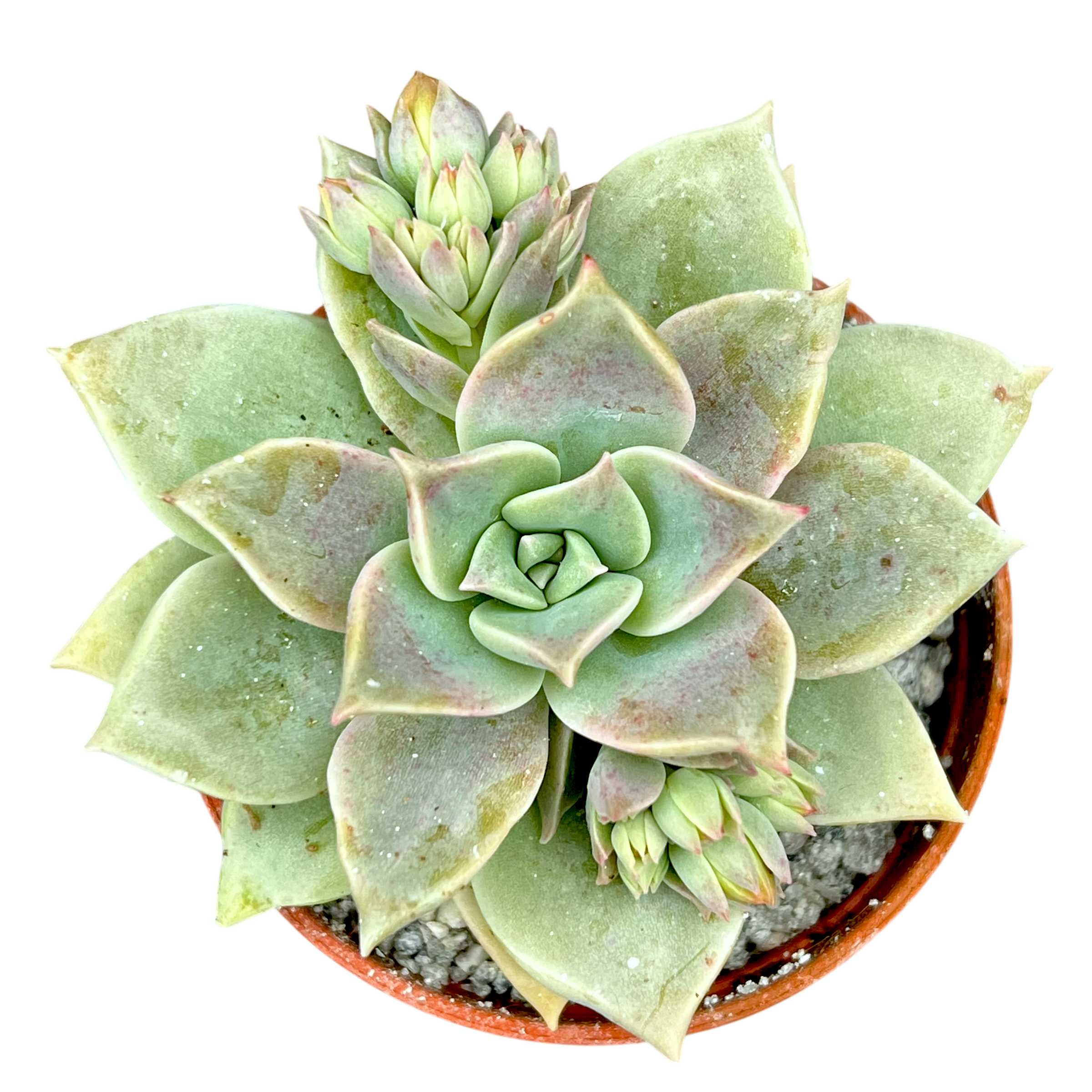 x Graptoveria 'Pistachio'