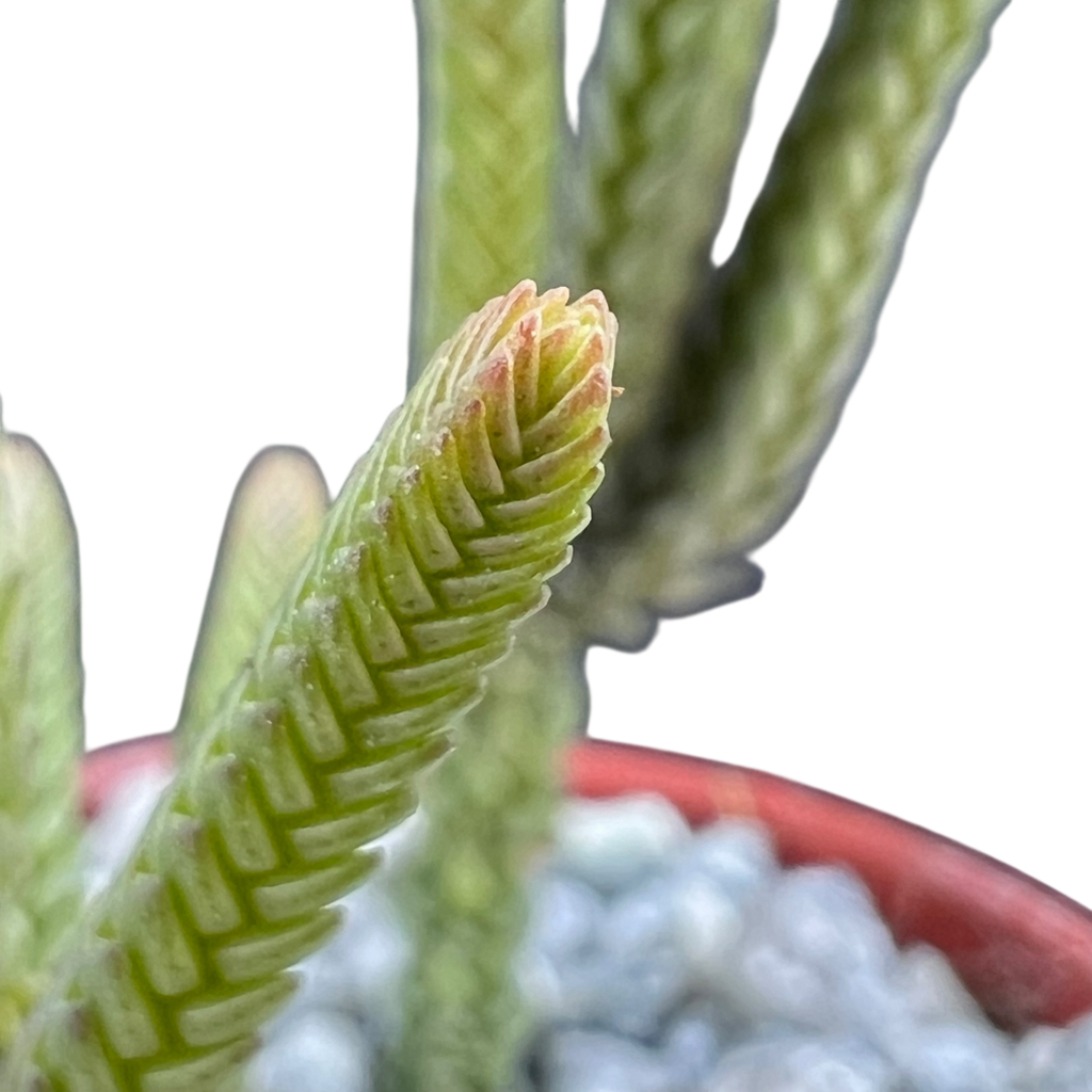 Crassula muscosa