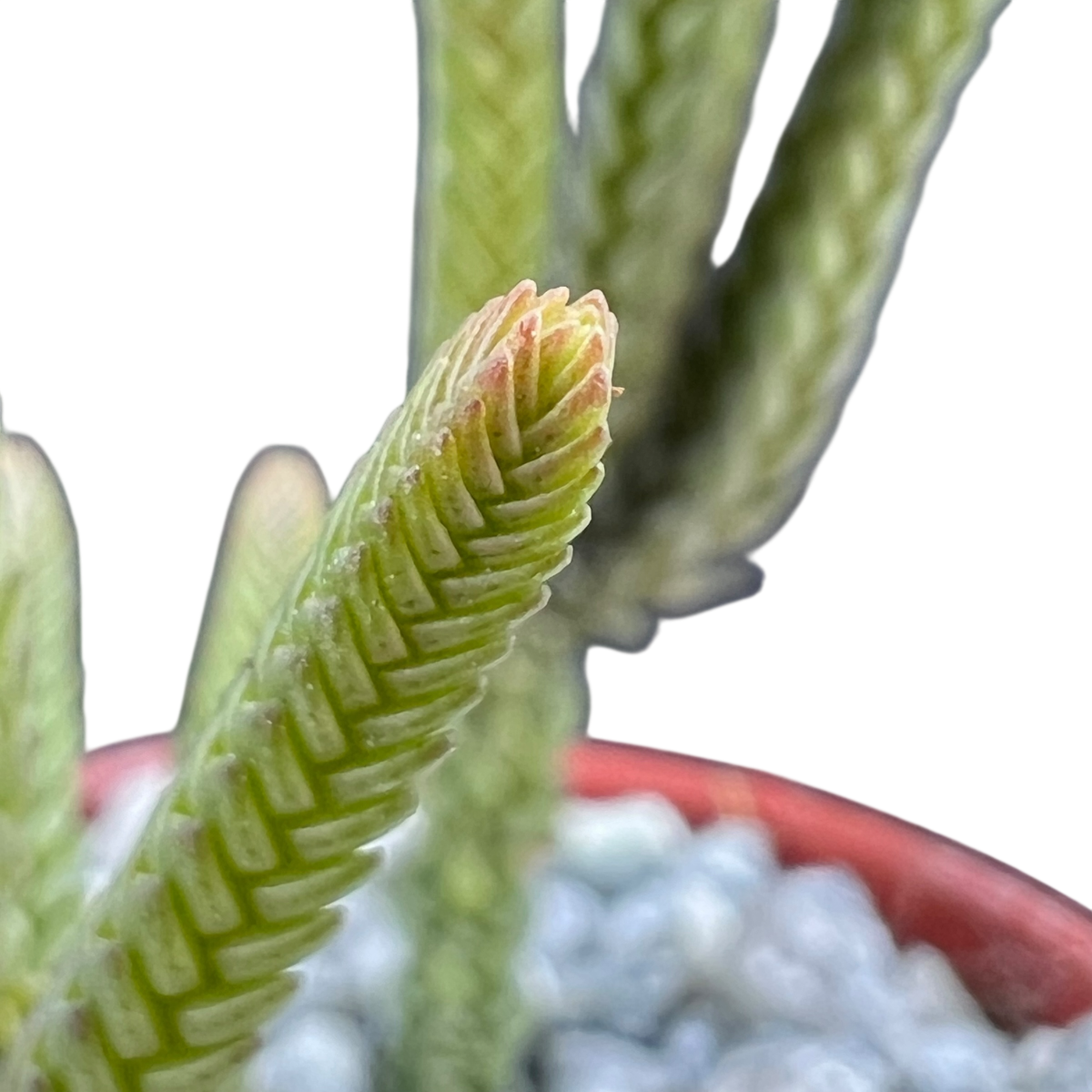 Crassula muscosa