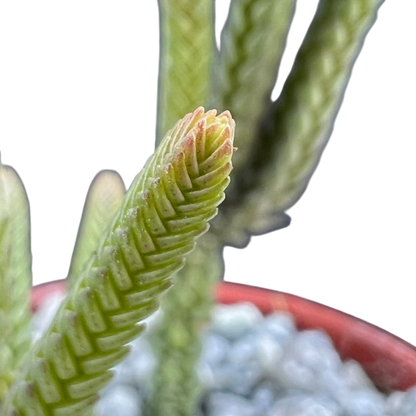 Crassula muscosa