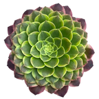 Aeonium 'Fiesta'