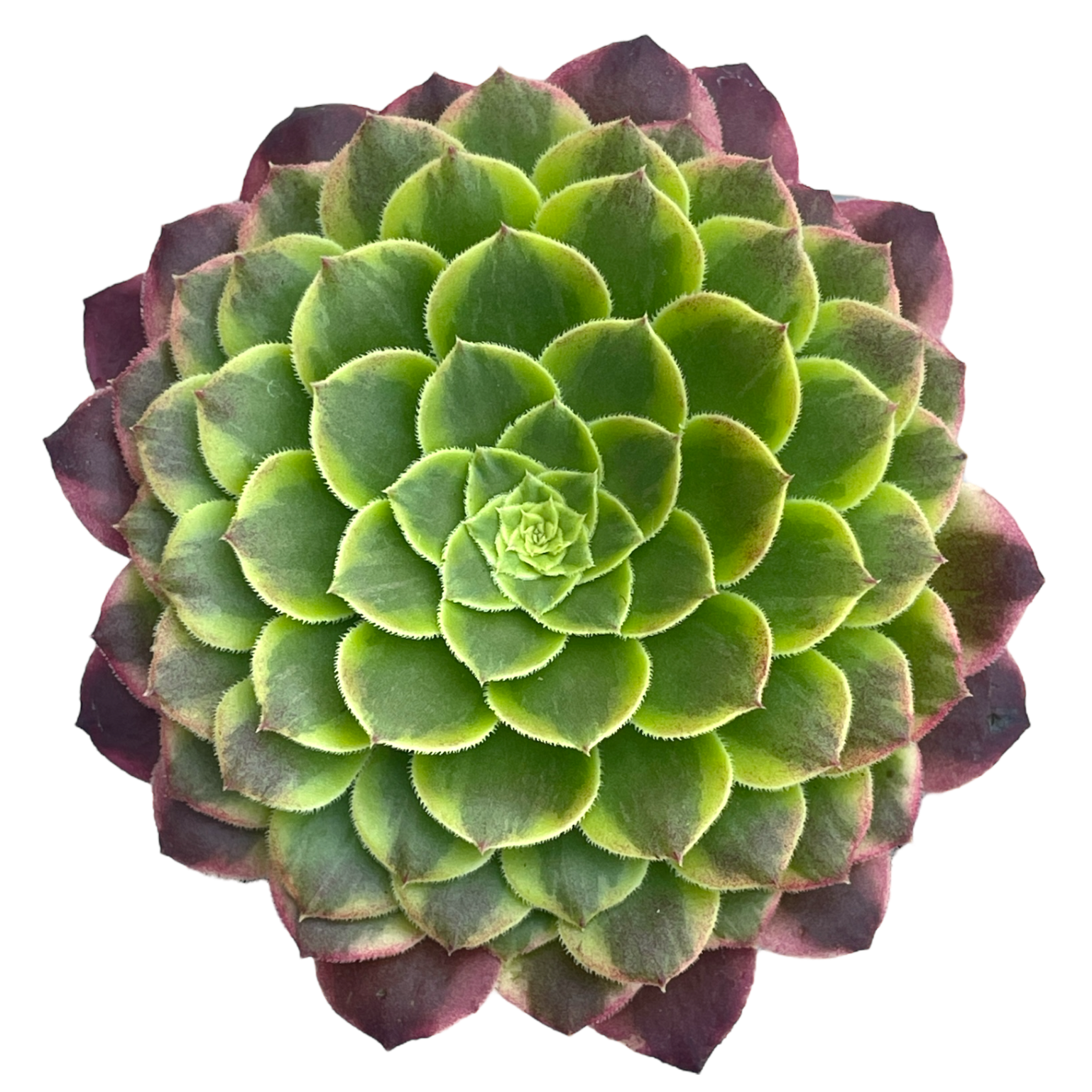 Aeonium 'Fiesta'