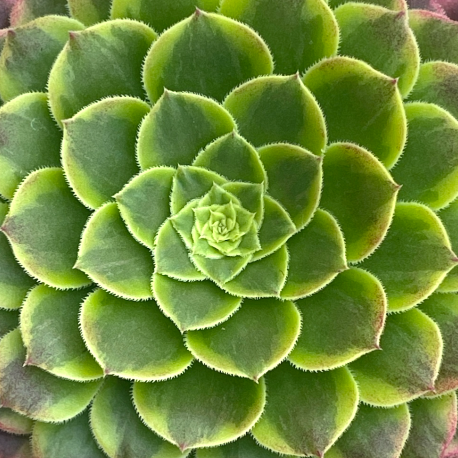 Aeonium 'Fiesta'