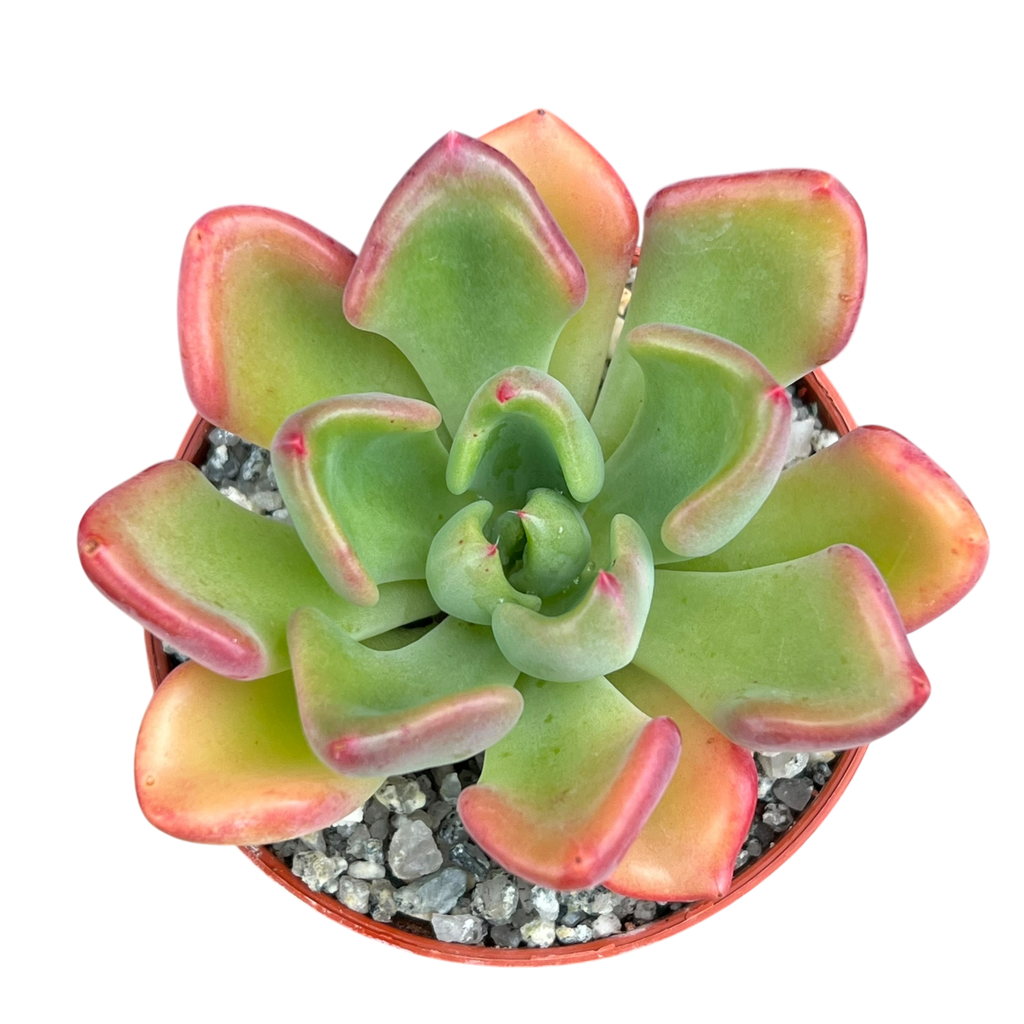 Echeveria setosa var. oteroi