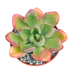 Echeveria setosa var. oteroi