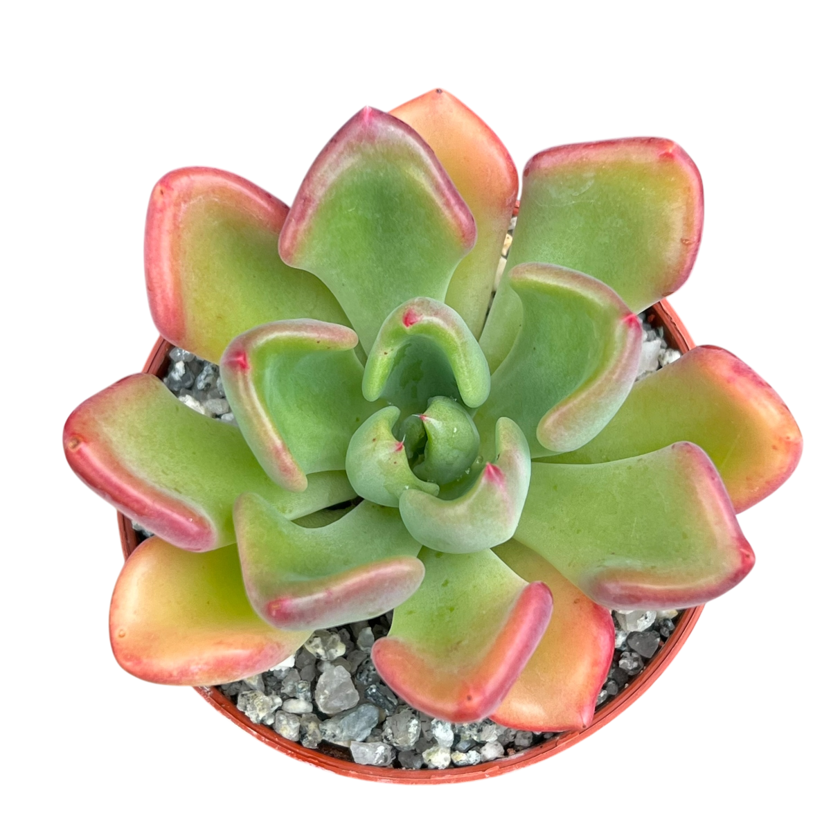 Echeveria setosa var. oteroi