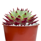 Sempervivum calcareum