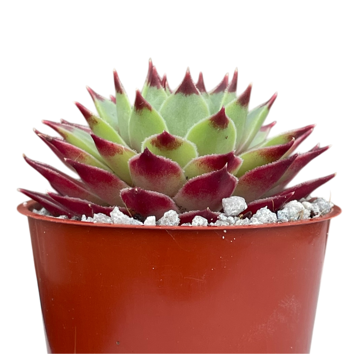 Sempervivum calcareum
