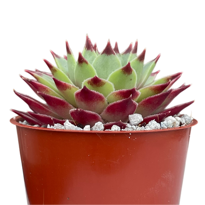 Sempervivum calcareum