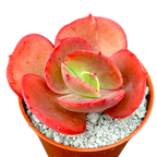 Echeveria 'Suyon'