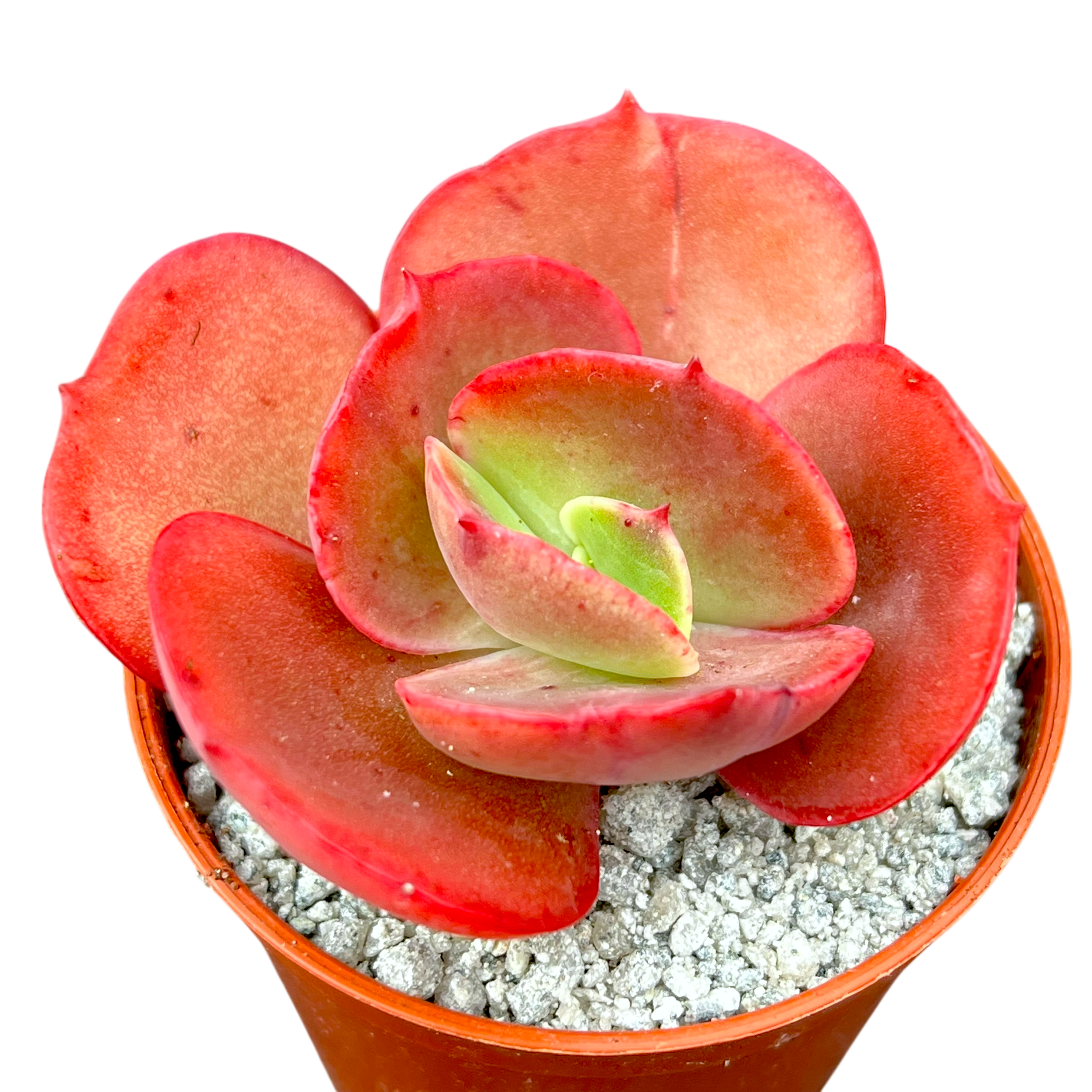Echeveria 'Suyon'