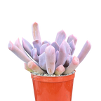 x Graptoveria 'Topsy Debbi'