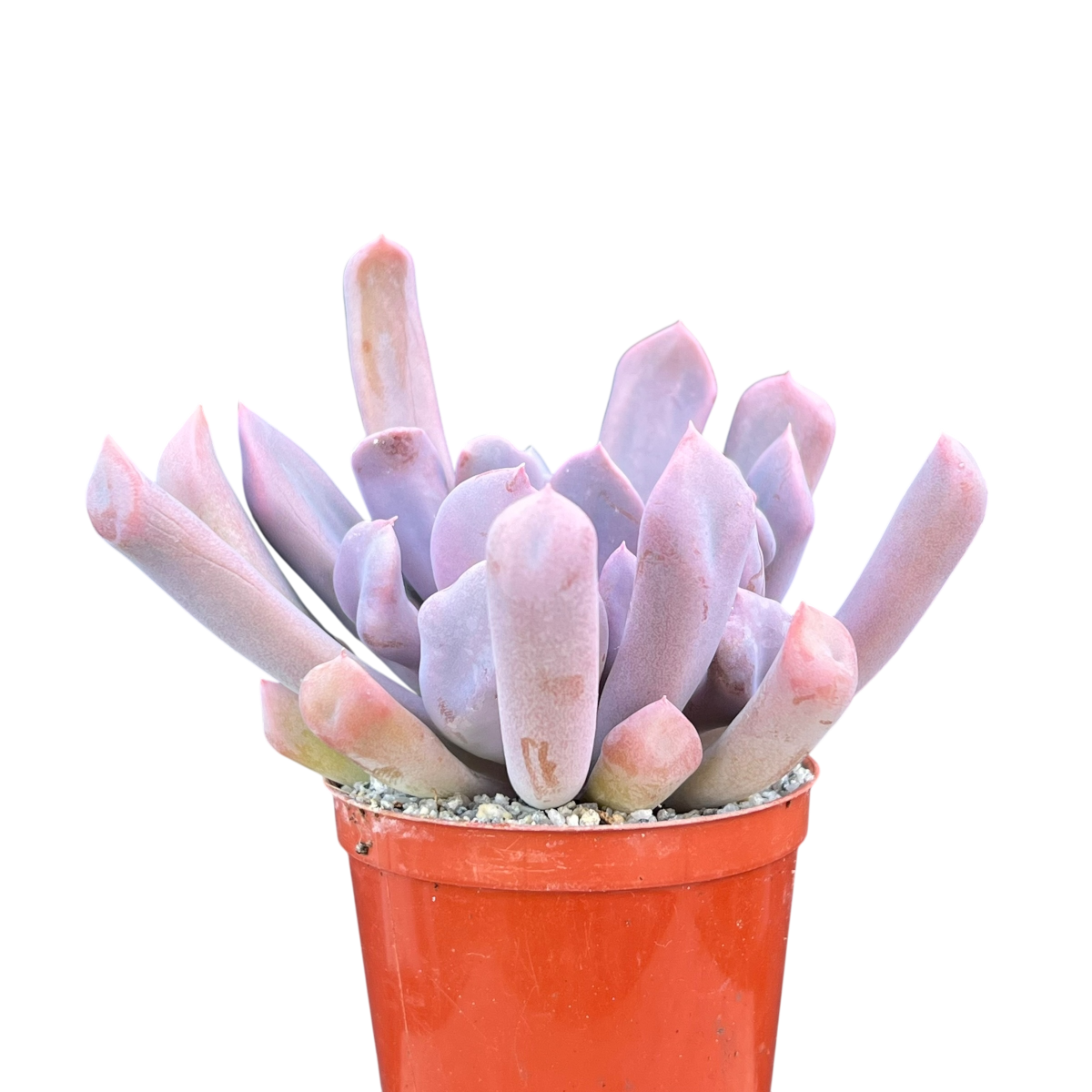 x Graptoveria 'Topsy Debbi'