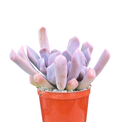 x Graptoveria 'Topsy Debbi'