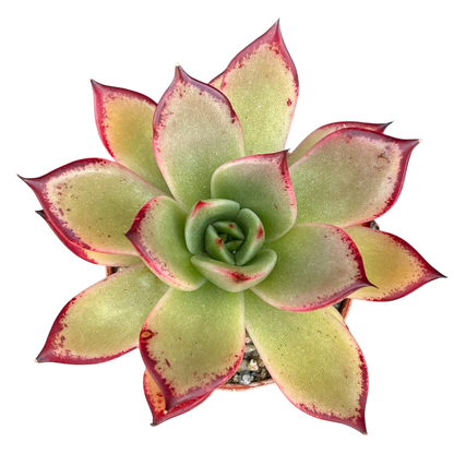 Echeveria agavoides 'Dragon's Tooth'