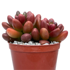 x Cremnosedum 'Crocodile'