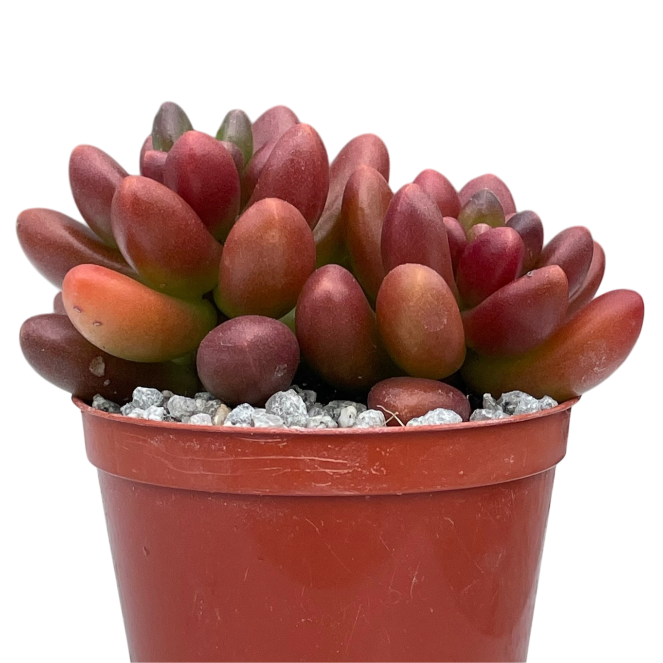 x Cremnosedum 'Crocodile'