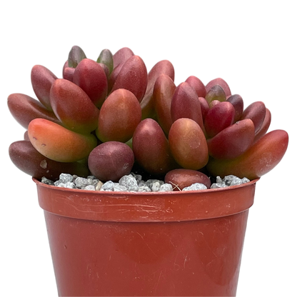 x Cremnosedum 'Crocodile'