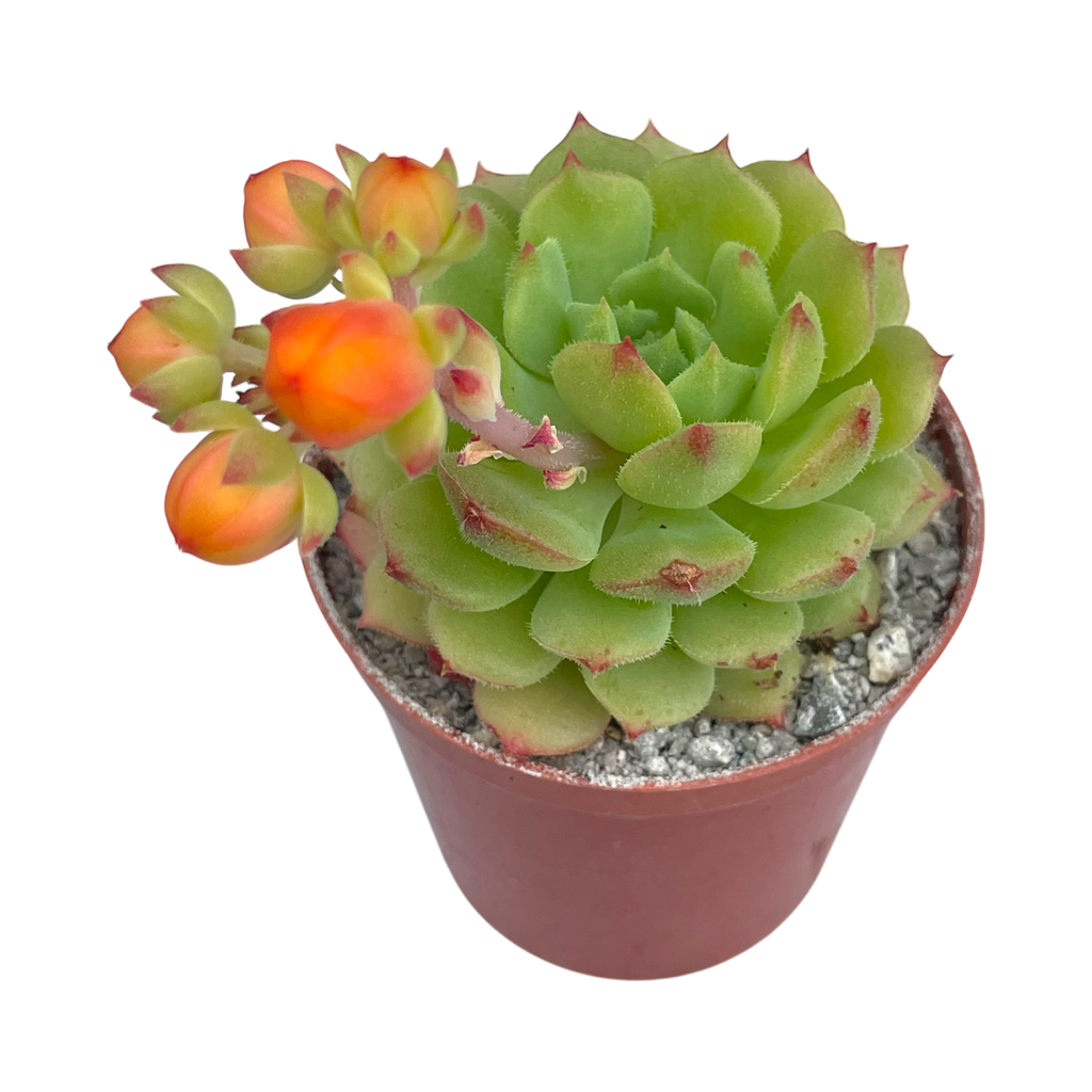 Echeveria derosa 'Worfield Wonder'
