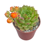 Echeveria derosa 'Worfield Wonder'