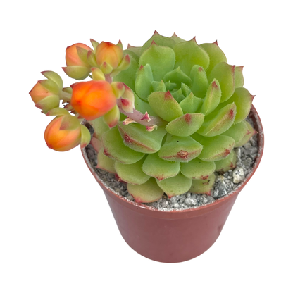 Echeveria derosa 'Worfield Wonder'