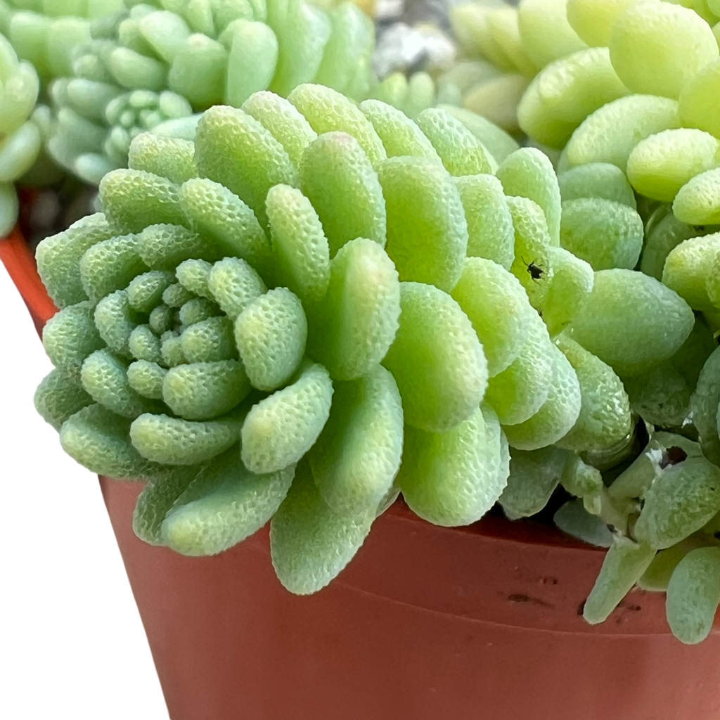 Sedum 'Silver Roses'