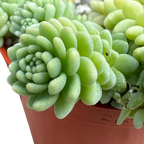 Sedum 'Silver Roses'