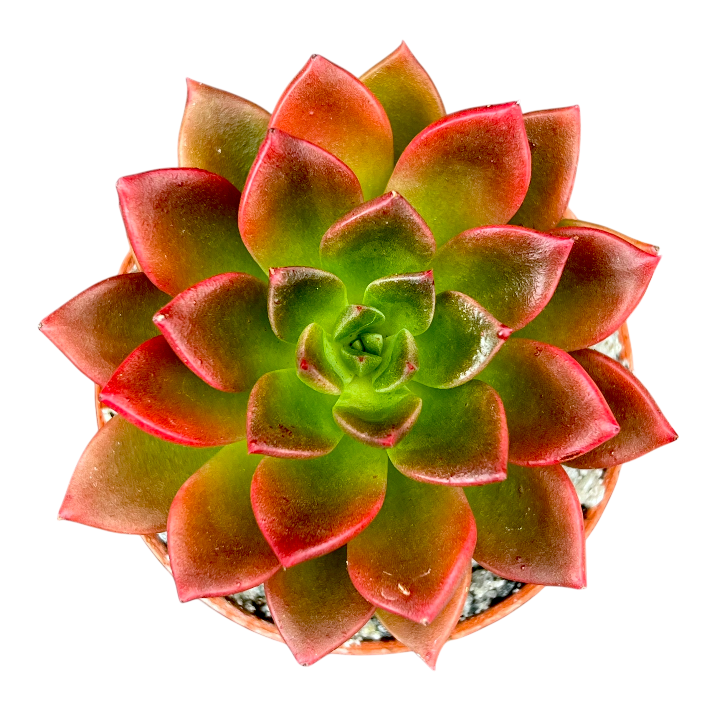 Echeveria 'Telstar'