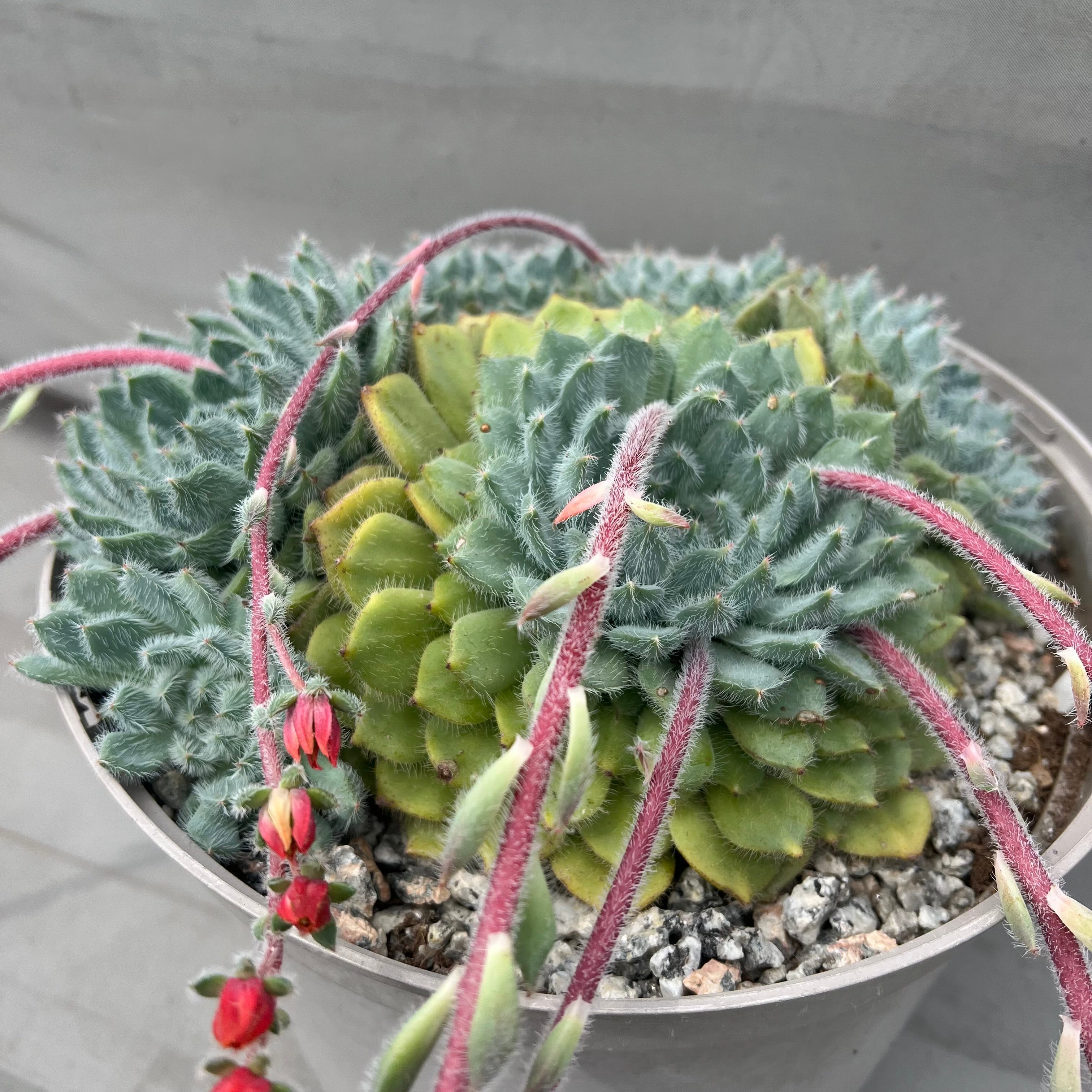 tarantula succulent Echeveria 'Tarantula' – Surreal Succulents