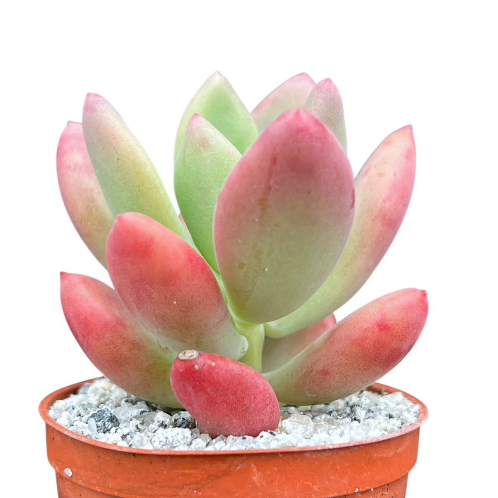 x Pachyveria 'Royal Flush'